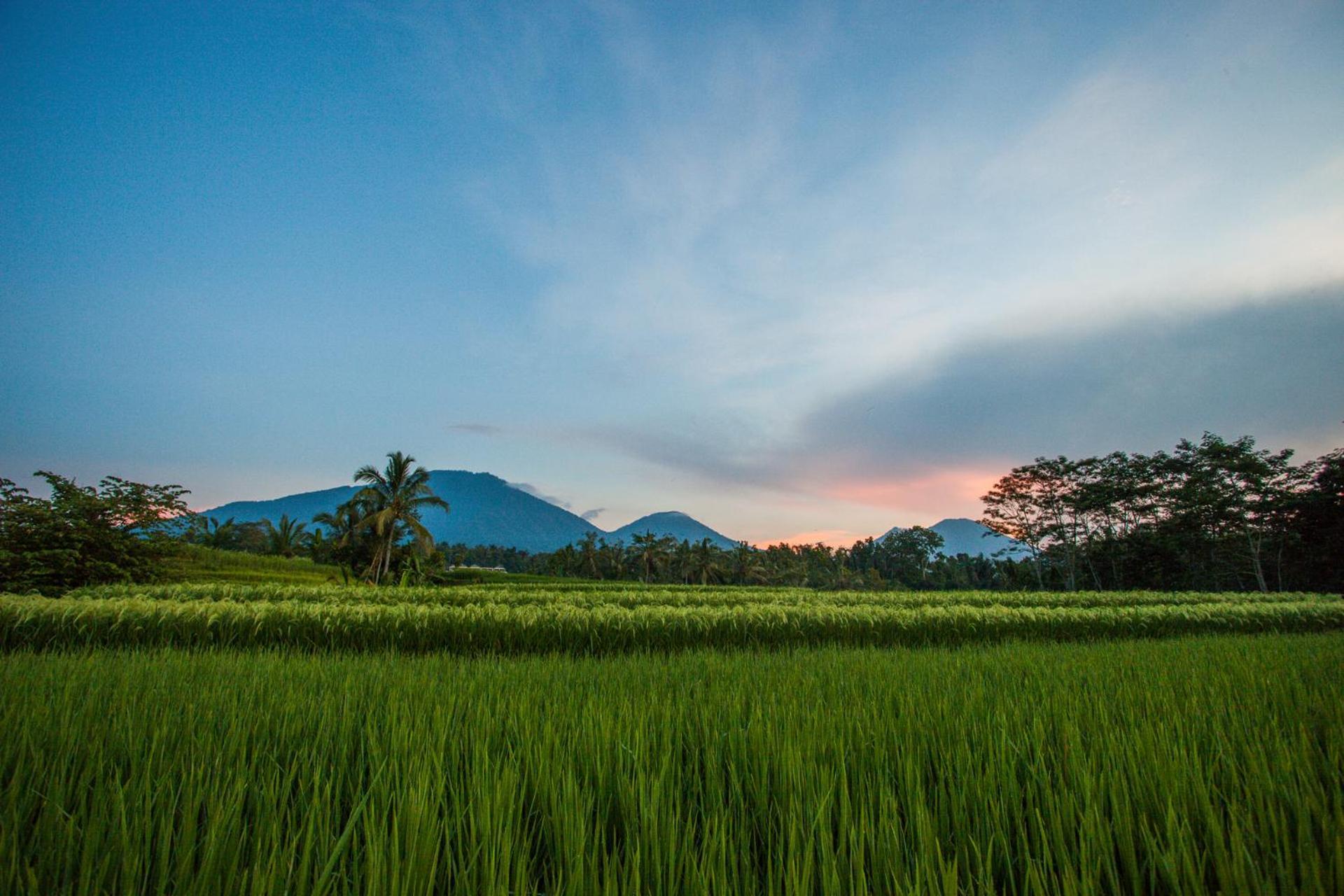 Carik Tangis Boutique Homestay Jatiluwih Exteriér fotografie